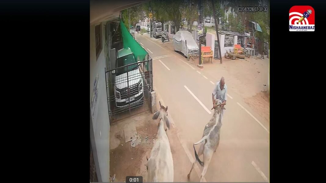 M.P News : ग्वालियर में मॉर्निंग वॉक पर निकले बुजुर्ग पर सांड का हमला