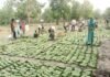 Tendu Leaf Season 2026: तेंदूपत्ता संग्रहण प्रभावित होने की आशंका, शासन ने लागू किया आपात कानून