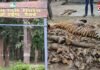 M.P News : कान्हा नेशनल पार्क में 9 दिनों में 5 बाघों की मौत से मचा हड़कंप, वन विभाग पर उठे सवाल