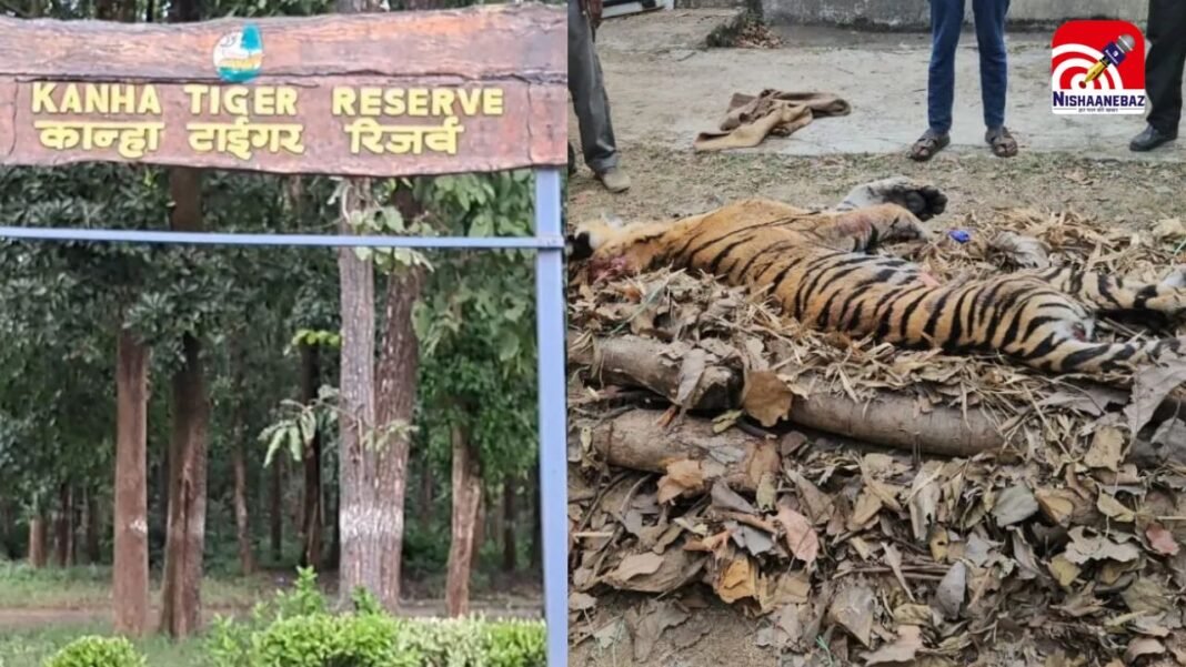 M.P News : कान्हा नेशनल पार्क में 9 दिनों में 5 बाघों की मौत से मचा हड़कंप, वन विभाग पर उठे सवाल
