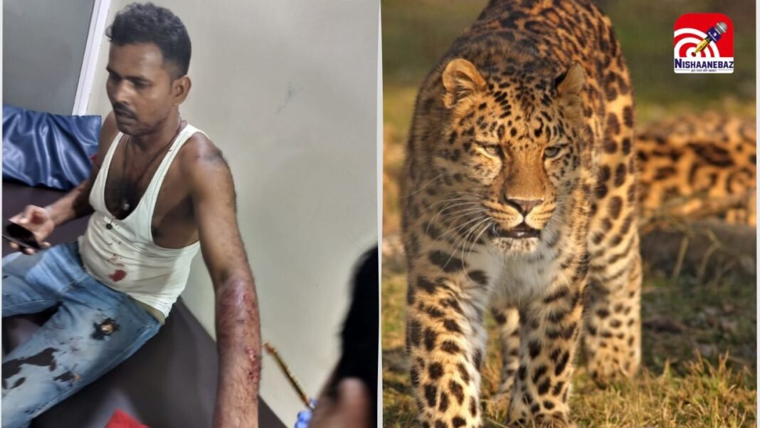 M.P News : इंदौर के पास तेंदुए का हमला, खेत में काम कर रहे किसान पर झपटा