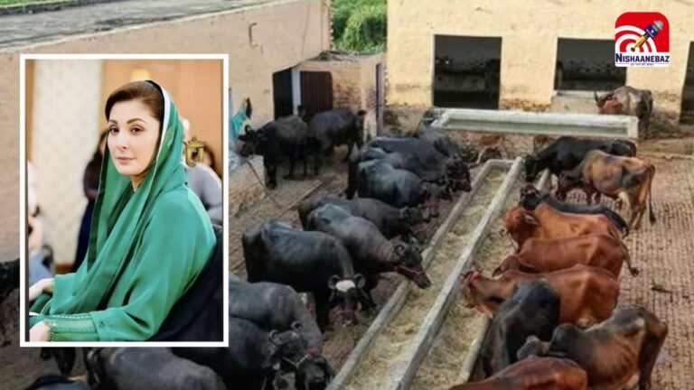 पाकिस्‍तान की हालत पतली! अब पेट पालने के लिए गोबर पर टैक्‍स लगाकर होगी कमाई