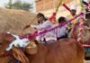 छत्तीसगढ़ में अनोखी शादी! बैलगाड़ी पर निकली बारात, दूल्हे ने दिया संस्कृति बचाने का संदेश