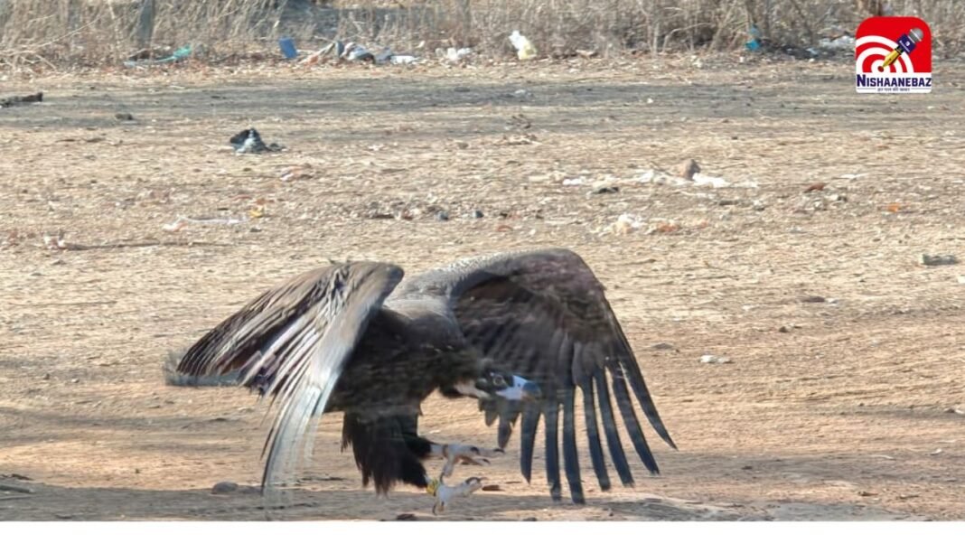 M.P News : भोपाल से उड़ान भरकर ‘गिद्ध’ पहुंचा पाकिस्तान! 6 दिन में पार किया ‘बॉर्डर’