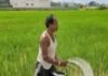 chhattisgarh nano fertilizers Use: खेती में बढ़ रहा नैनो खाद का उपयोग, अच्छी पैदावार के साथ किसानों को मिल रहे कई फायदे chhattisgarh nano fertilizers Use