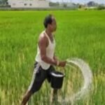 chhattisgarh nano fertilizers Use