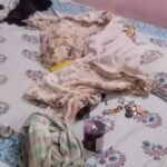 Raipur Crime News