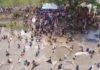 Barkai Village Tradition: बस्तर में आस्था और रोमांच का अनोखा संगम,कोंडागांव के बरकई गांव में ‘बंधा मतौर’ की गूंज, ढोल की थाप सुनते ही पानी में उछलने लगीं मछलियां