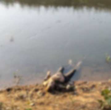 CG NEWS: बिलासपुर में नहर से मिला दो दिन से लापता वृद्ध का शव, हत्या या आत्महत्या की जांच शुरू