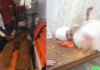 CG Bear Attack : गरियाबंद: तेंदूपत्ता तोड़ाई के दौरान भालुओं का हमला, 6 भालुओं के झुंड ने 2 ग्रामीणों को किया गंभीर घायल