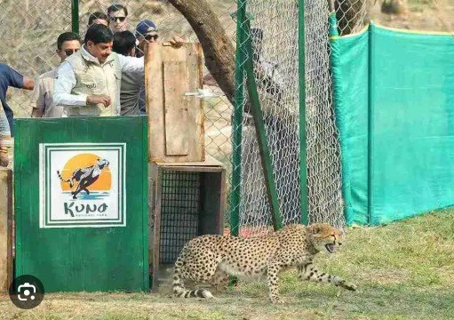 kuno-cheetah-release-mp: कूनो में गूंजी खुशखबरी! CM मोहन यादव ने दो मादा चीतों को जंगल में किया रिलीज..