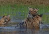 Satpura Tiger Reserve: सतपुड़ा के जंगलों में दिखा बाघिन और शावकों का अनोखा अंदाज़, वायरल वीडियो ने जीता लोगों का दिल