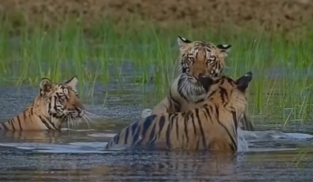Satpura Tiger Reserve: सतपुड़ा के जंगलों में दिखा बाघिन और शावकों का अनोखा अंदाज़, वायरल वीडियो ने जीता लोगों का दिल