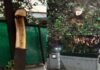 Forest Department News: राजगढ़ में डीएफओ के बंगले से चंदन चोरी: चार अधिकारियों के सरकारी आवासों को निशाना, लकड़ी माफियाओं के हौसले बुलंद