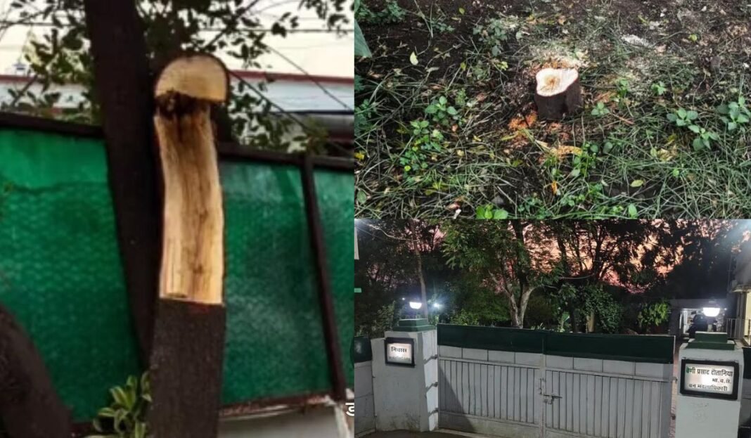 Forest Department News: राजगढ़ में डीएफओ के बंगले से चंदन चोरी: चार अधिकारियों के सरकारी आवासों को निशाना, लकड़ी माफियाओं के हौसले बुलंद