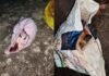 Khandwa Cow Remains: खंडवा में गोवंश के अवशेष मिलने से तनाव, पुलिस ने 4 आरोपियों को हिरासत में लिया