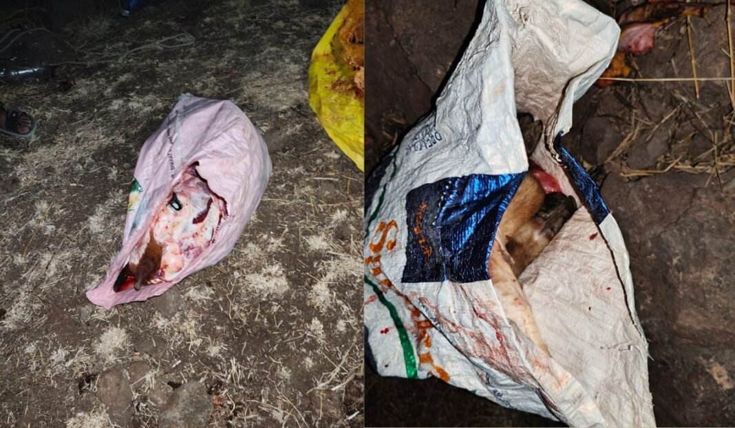 Khandwa Cow Remains: खंडवा में गोवंश के अवशेष मिलने से तनाव, पुलिस ने 4 आरोपियों को हिरासत में लिया