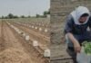 Barwani Farmer Innovation: भीषण गर्मी में पपीता फसल बचाने किसान की अनोखी पहल, 7 हजार पौधों पर बनाया क्रॉप कवर शेड
