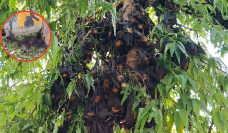 CG Heatwave Crisis: छत्तीसगढ़ में गर्मी का कहर कोरबा-पाली में 150 से ज्यादा चमगादड़ों की मौत, 46°C तापमान से फसलें भी प्रभावित