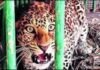 Gariaband Leopard Attack: 7 साल के मासूम पर किया जानलेवा हमला; गर्दन दबोचकर ले जा रहा था जंगल, परिजनों ने साहस दिखाकर छुड़ाया