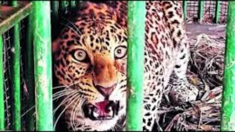 Gariaband Leopard Attack: 7 साल के मासूम पर किया जानलेवा हमला; गर्दन दबोचकर ले जा रहा था जंगल, परिजनों ने साहस दिखाकर छुड़ाया
