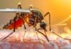 Mosquito-Borne Fatalities: सिर्फ काटना नहीं, जानलेवा वायरस फैलाना है फितरत; जानिए कैसे बढ़ता है Vector-Borne Disease Threat