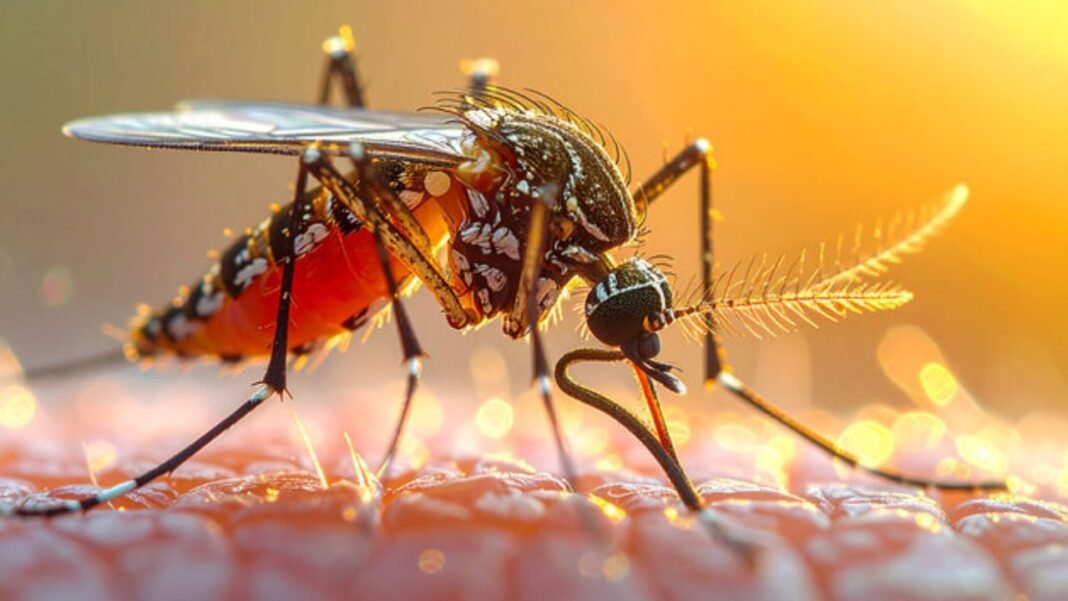 Mosquito-Borne Fatalities: सिर्फ काटना नहीं, जानलेवा वायरस फैलाना है फितरत; जानिए कैसे बढ़ता है Vector-Borne Disease Threat
