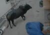 The Menace of Bulls in Ratlam: मौत के मुंह से निकले दादा और तीन पोते-पोती; रोंगटे खड़े कर देने वाला CCTV Footage Viral