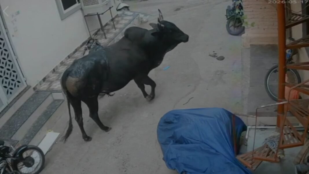 The Menace of Bulls in Ratlam: मौत के मुंह से निकले दादा और तीन पोते-पोती; रोंगटे खड़े कर देने वाला CCTV Footage Viral