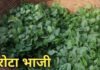 Tribal Food India: छत्तीसगढ़ का हरा खजाना: औषधीय गुणों से भरपूर ‘चरोटा भाजी’ गर्मी में देगी शरीर को बेमिसाल ठंडक
