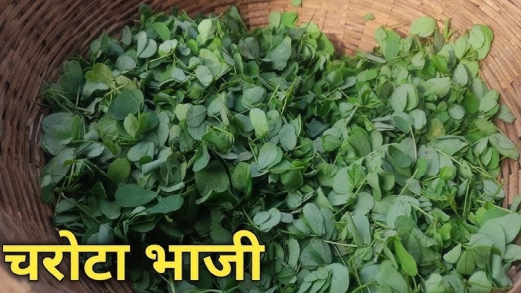 Tribal Food India: छत्तीसगढ़ का हरा खजाना: औषधीय गुणों से भरपूर ‘चरोटा भाजी’ गर्मी में देगी शरीर को बेमिसाल ठंडक