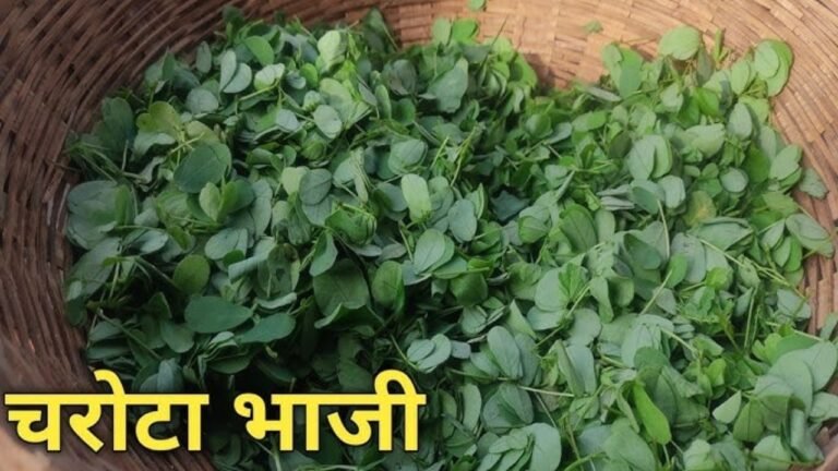 Tribal Food India: छत्तीसगढ़ का हरा खजाना: औषधीय गुणों से भरपूर ‘चरोटा भाजी’ गर्मी में देगी शरीर को बेमिसाल ठंडक