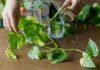 Money Plant Hacks: मनी प्लांट को जंगल जैसा हरा और घना बनाने का माली सीक्रेट; मुफ्त की चीज से चमकेगी हर पत्ती