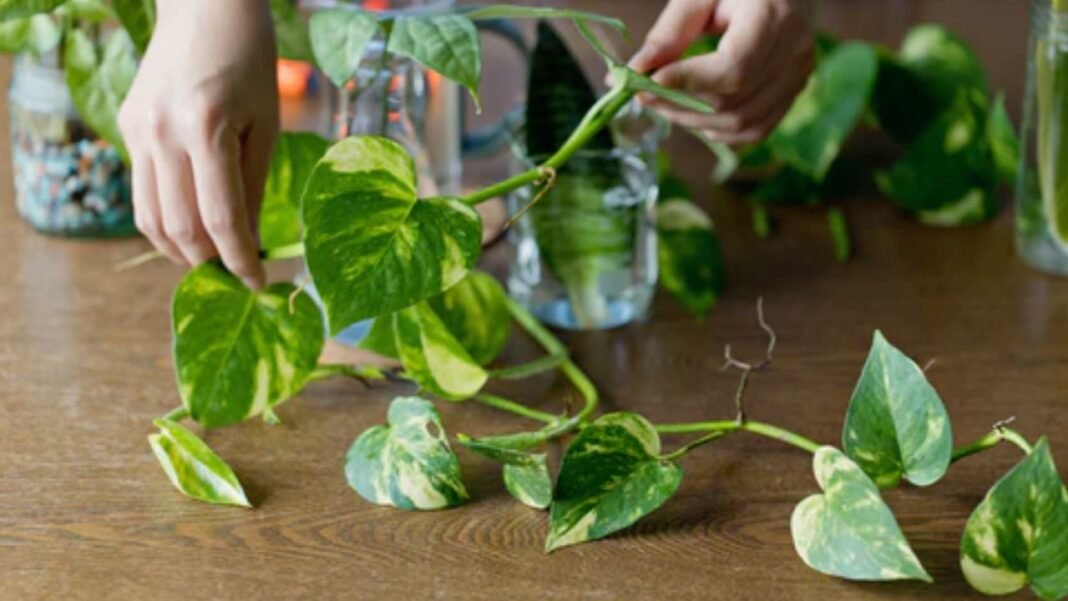 Money Plant Hacks: मनी प्लांट को जंगल जैसा हरा और घना बनाने का माली सीक्रेट; मुफ्त की चीज से चमकेगी हर पत्ती