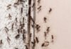 Red Ants Home Remedies : किचन में चींटियों का आतंक? अपनाएं ये 5 घरेलू नुस्खे, बिना केमिकल के भागेंगी चींटियां
