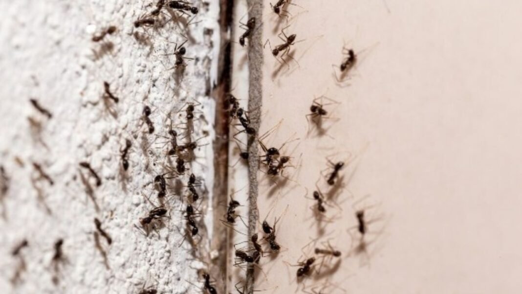 Red Ants Home Remedies : किचन में चींटियों का आतंक? अपनाएं ये 5 घरेलू नुस्खे, बिना केमिकल के भागेंगी चींटियां