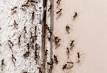 Red Ants Home Remedies : किचन में चींटियों का आतंक? अपनाएं ये 5 घरेलू नुस्खे, बिना केमिकल के भागेंगी चींटियां