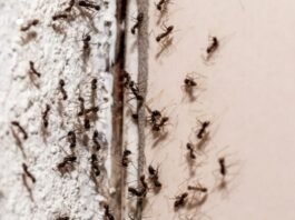 Red Ants Home Remedies : рдХрд┐рдЪрди рдореЗрдВ рдЪреАрдВрдЯрд┐рдпреЛрдВ рдХрд╛ рдЖрддрдВрдХ? рдЕрдкрдирд╛рдПрдВ рдпреЗ 5 рдШрд░реЗрд▓реВ рдиреБрд╕реНрдЦреЗ, рдмрд┐рдирд╛ рдХреЗрдорд┐рдХрд▓ рдХреЗ рднрд╛рдЧреЗрдВрдЧреА рдЪреАрдВрдЯрд┐рдпрд╛рдВ