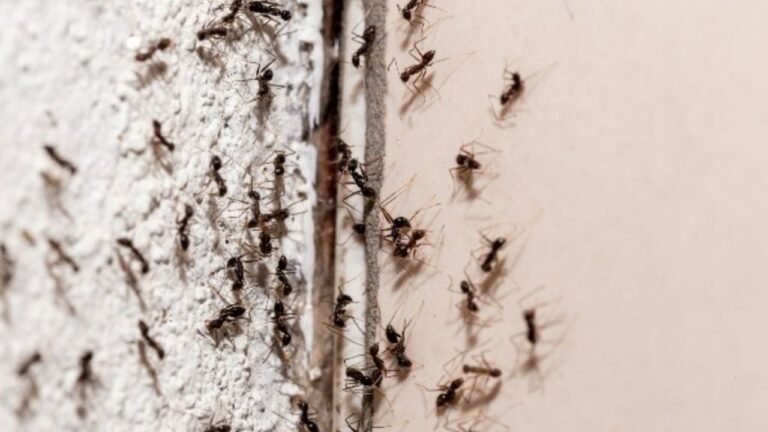 Red Ants Home Remedies : किचन में चींटियों का आतंक? अपनाएं ये 5 घरेलू नुस्खे, बिना केमिकल के भागेंगी चींटियां