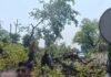 Singrauli Accident News : सिंगरौली: निगाही मुख्य मार्ग पर बाइक सवार पर गिरा विशाल महुआ का पेड़; हादसे में युवक की मौत