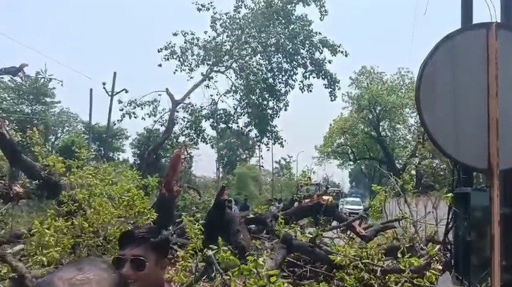 Singrauli Accident News : सिंगरौली: निगाही मुख्य मार्ग पर बाइक सवार पर गिरा विशाल महुआ का पेड़; हादसे में युवक की मौत