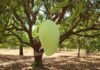 Noorjahan Mango: आलीराजपुर: मध्यप्रदेश के आमों की मिठास और विशालकाय “नूरजहाँ” की विश्व पहचान, जानिए इसकी अनोखी कहानी