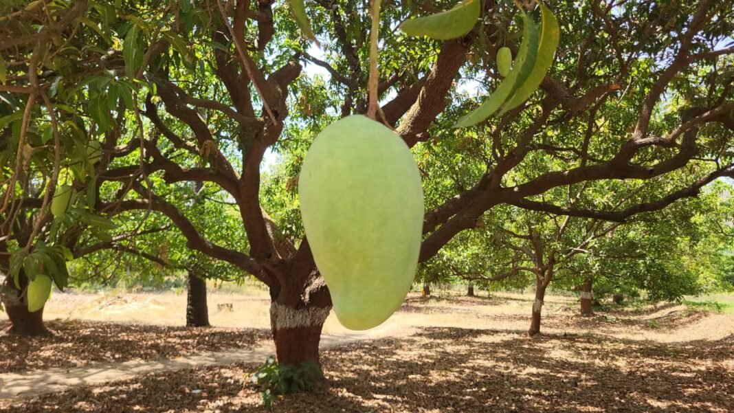 Noorjahan Mango: आलीराजपुर: मध्यप्रदेश के आमों की मिठास और विशालकाय “नूरजहाँ” की विश्व पहचान, जानिए इसकी अनोखी कहानी