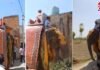 मेरठ में अनोखी शादी! बचपन से देखा सपना…दूल्हे ने घोड़ी नहीं, हाथी पर सवार होकर निकाली बारात