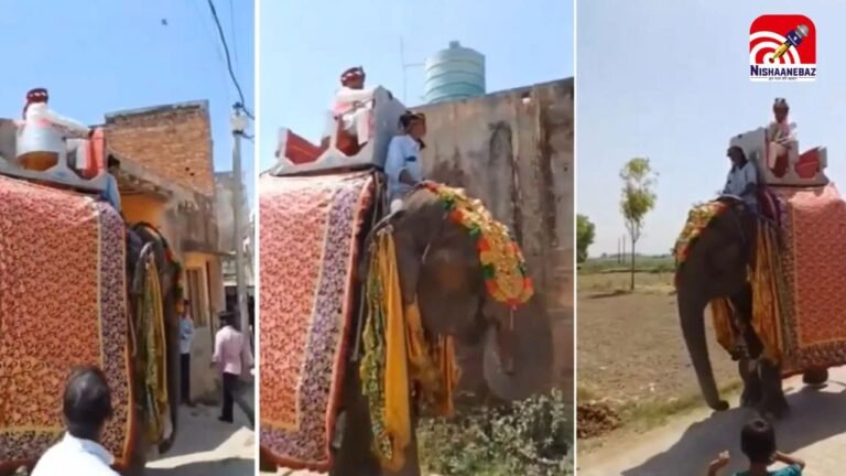 मेरठ में अनोखी शादी! बचपन से देखा सपना…दूल्हे ने घोड़ी नहीं, हाथी पर सवार होकर निकाली बारात