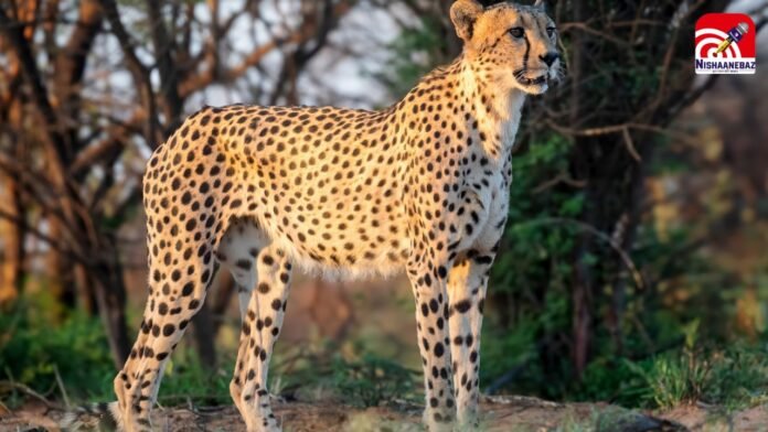 cheetah