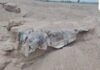 Dhamtari Sand Mining Case: रेत खनन में श्मशान की खुदाई में मिले 10 से ज्यादा नर कंकाल, ग्रामीणों में आक्रोश