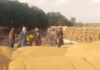 raisen-wheat-procurement-chaos: रायसेन में गेहूं खरीदी घोटाले के आरोप! किसानों के पंजीयन पर व्यापारियों का खेल, केंद्रों पर भारी अव्यवस्था