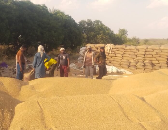 raisen-wheat-procurement-chaos: