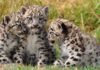 Leopard Cubs Rescue:बुरहानपुर वन विभाग को मिली बड़ी कामयाबी, ड्रोन और नाइट विजन कैमरों की मदद से बचाए दो शावक